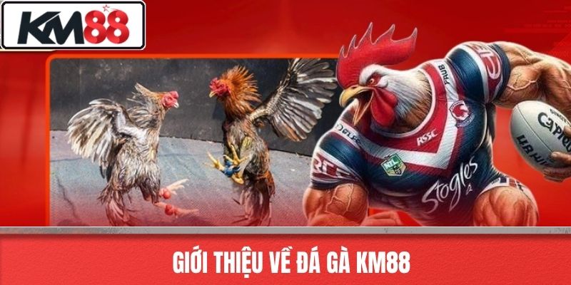 Giới Thiệu Về Đá Gà KM88