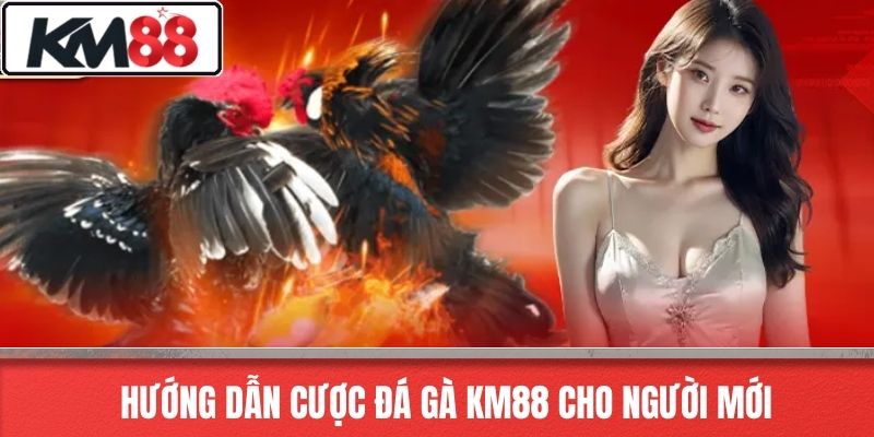Hướng Dẫn Cược Đá Gà KM88 Cho Người Mới