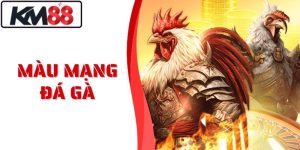 Màu Mạng Đá Gà Tại KM88 Chuẩn Phong Thủy Dễ Thắng Lớn