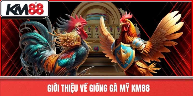 Giới Thiệu Về Giống Gà Mỹ KM88