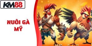 Nuôi Gà Mỹ Hiệu Quả - Bí Quyết Từ Cao Thủ Nhà Cái KM88