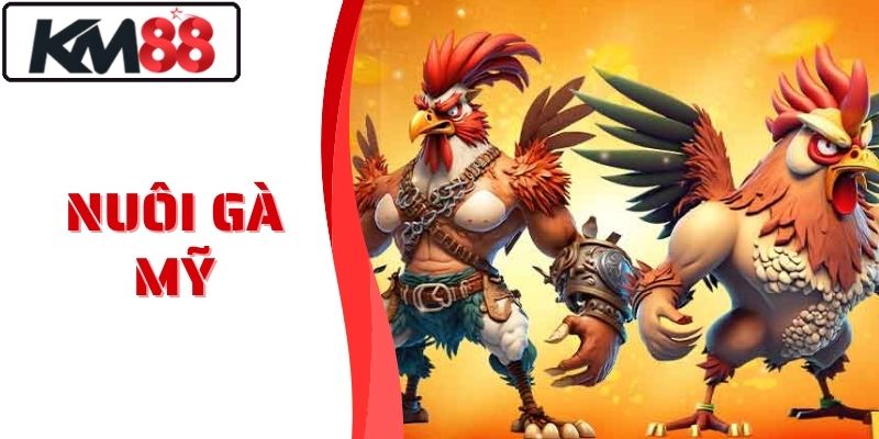 Nuôi Gà Mỹ Hiệu Quả - Bí Quyết Từ Cao Thủ Nhà Cái KM88