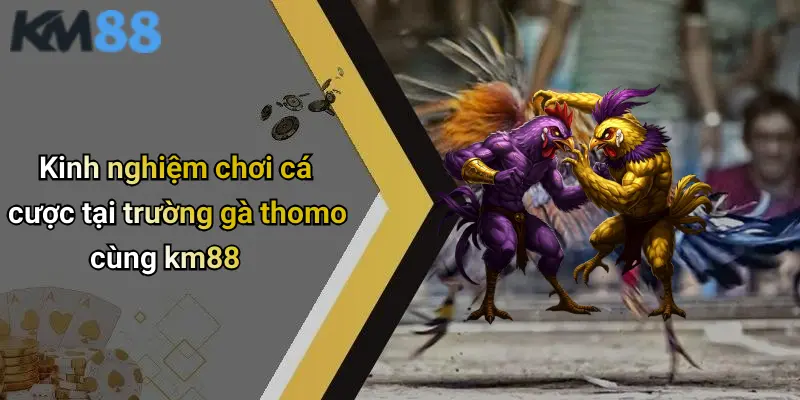 Kinh nghiệm chơi cá cược tại trường gà thomo cùng km88