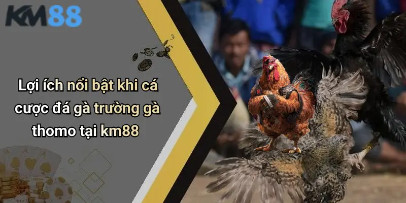 Lợi ích nổi bật khi cá cược đá gà trường gà thomo tại km88