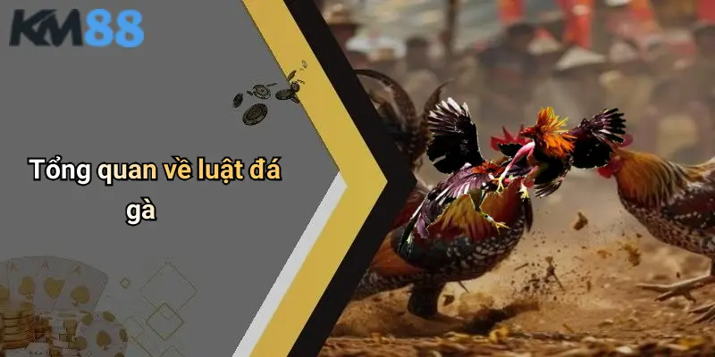 Tổng quan về luật đá gà